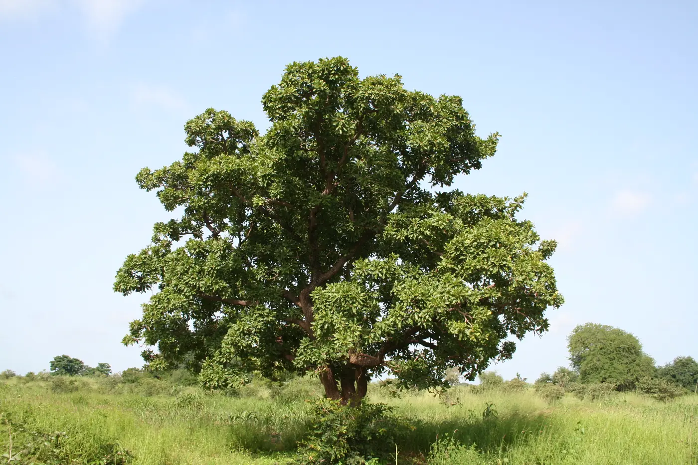 A broad-crowned shea tree standing in grassland in eastern Burkina Faso