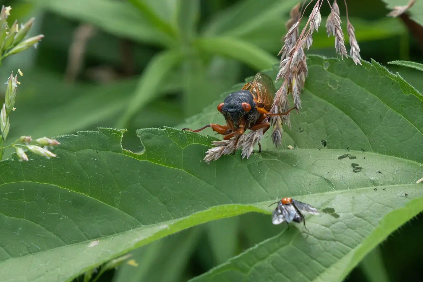 The Cicada Emergence and Its Ripple Effects Through Food Webs