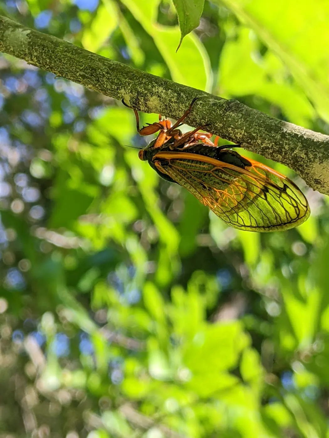A periodical cicada gripping a woody twig while laying eggs.