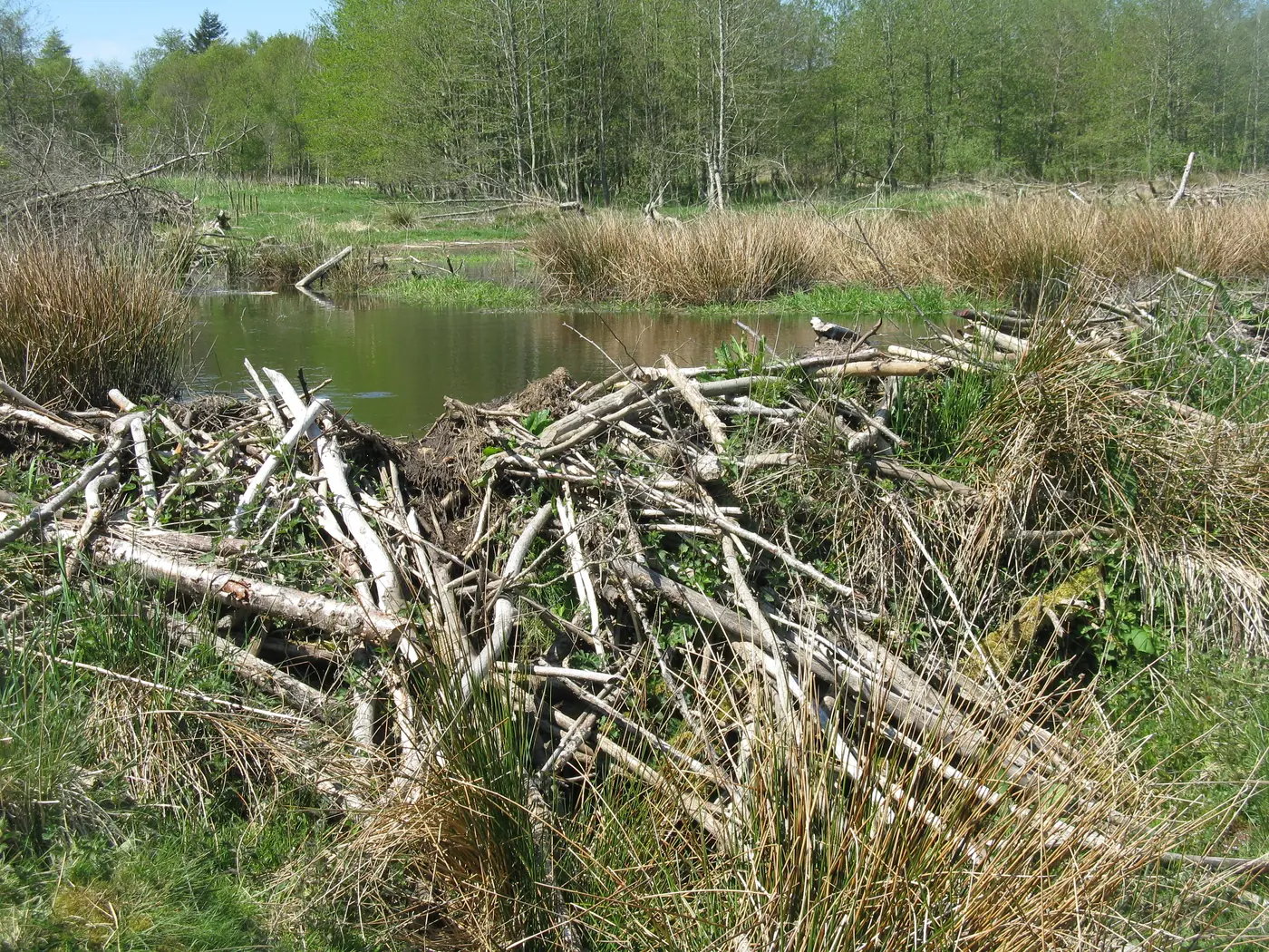 A dam of branches and mud holding back a pond fringed by rushes and woodland.