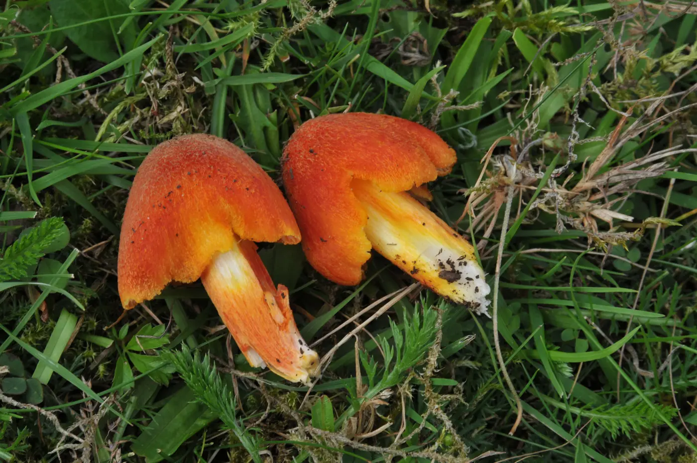 Two orange-red fibrous waxcap mushrooms lying on grass, showing their yellow-orange stems