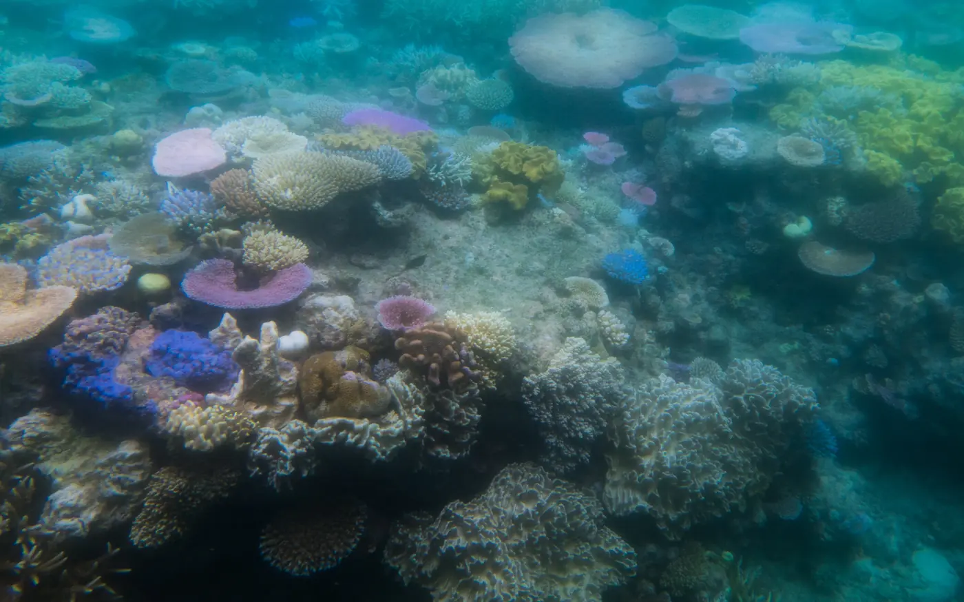 An underwater view of table and branching corals, including pale colonies, on the Great Barrier Reef.