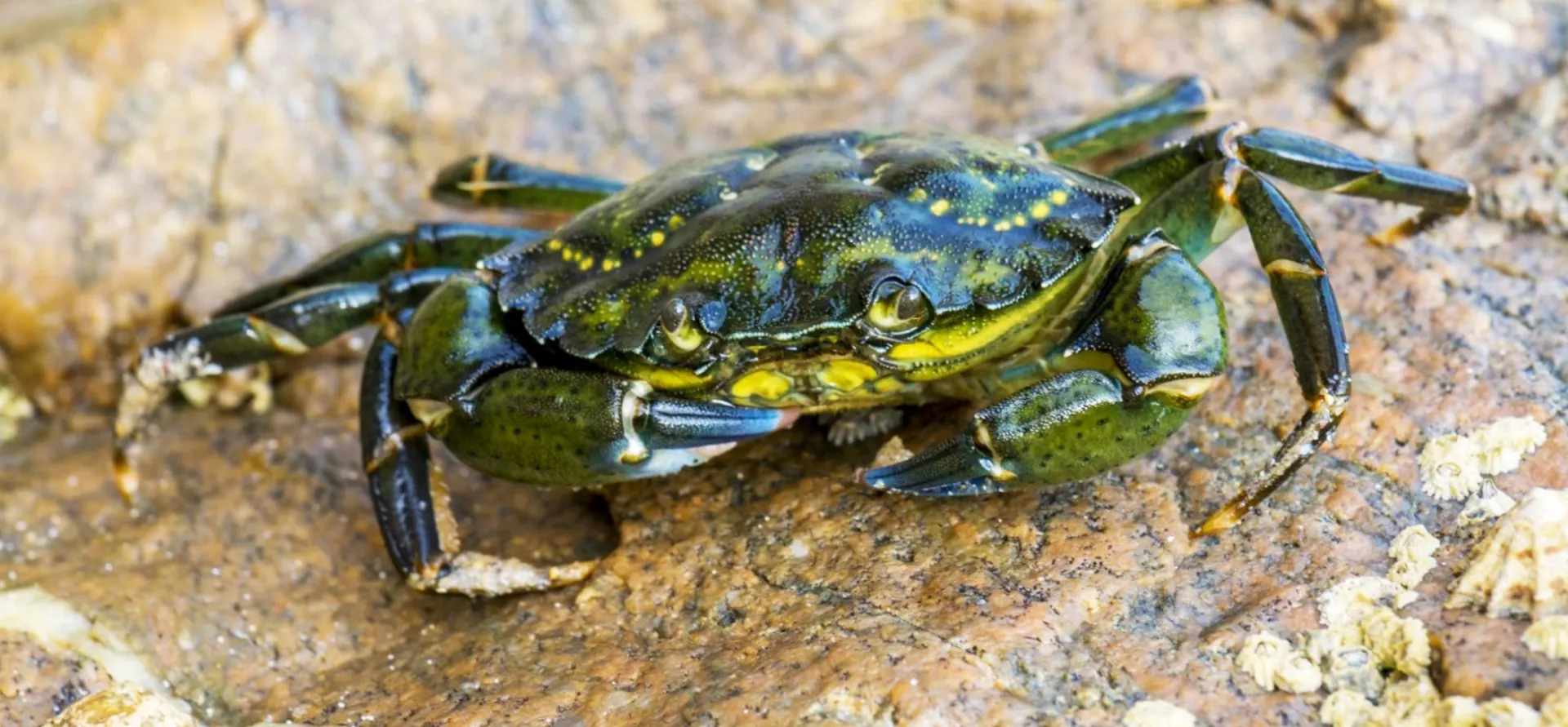 Phenotypic Plasticity on the Rocky Shore
